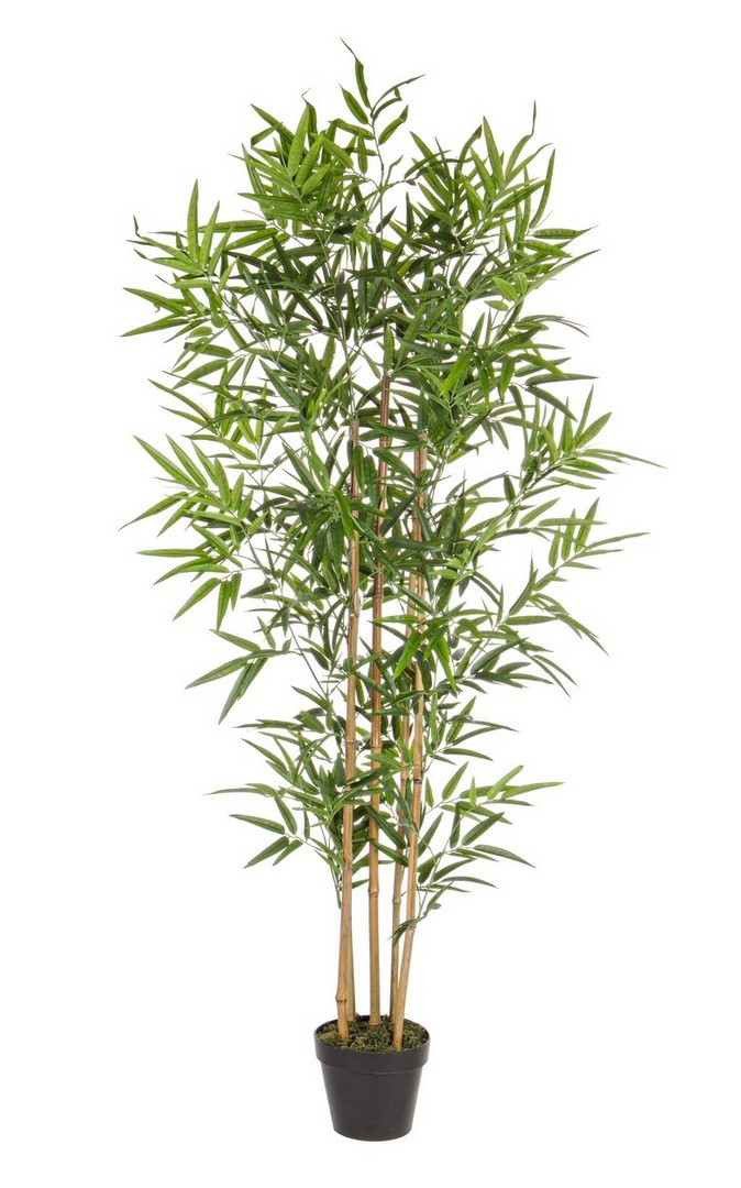 PLANTA BAMBÚ