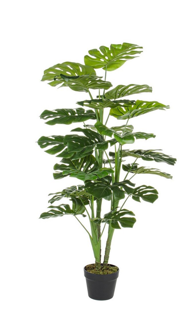 PLANTA FILODENDRO