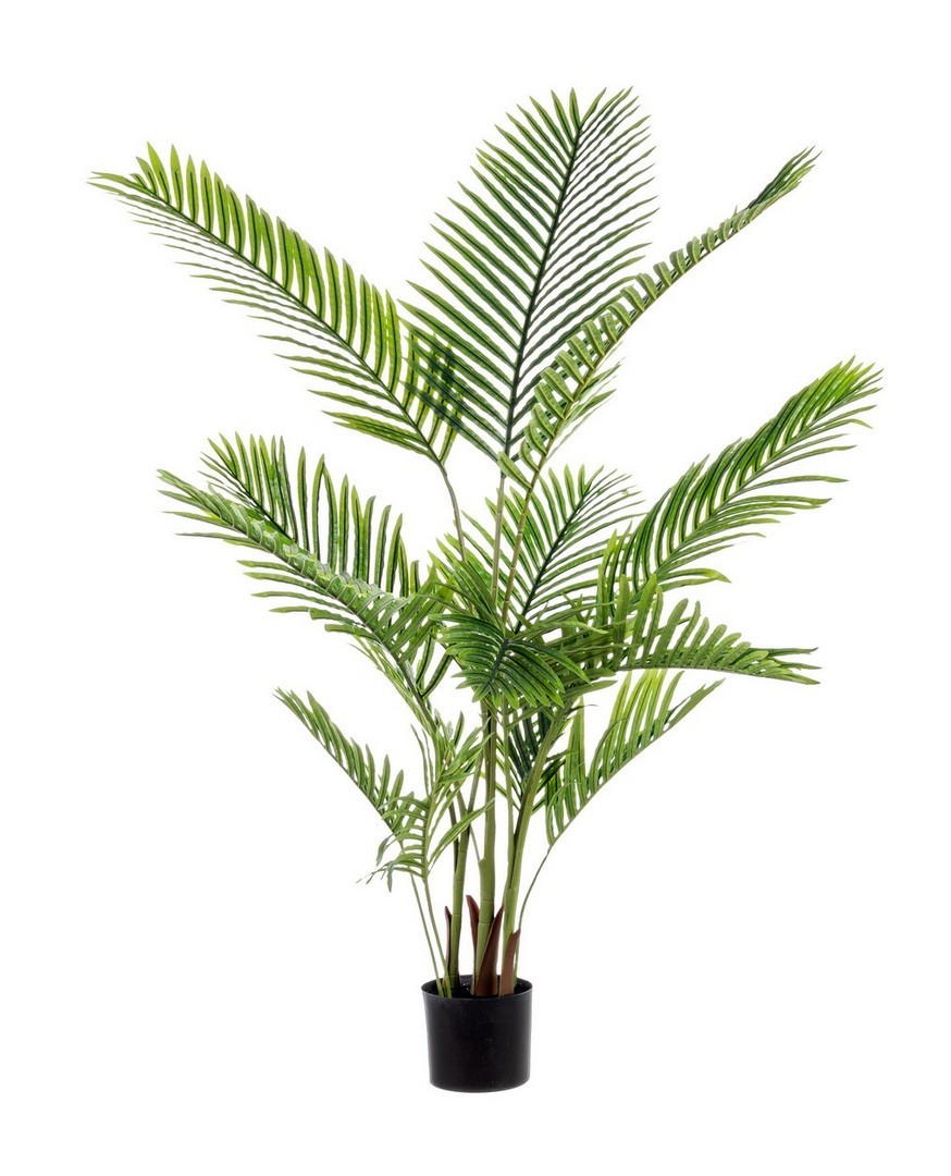 PLANTA KENZIA